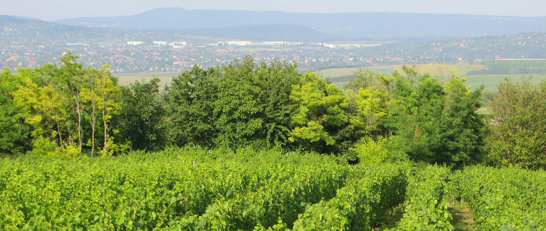 Etyeki bortúra luxus autóval